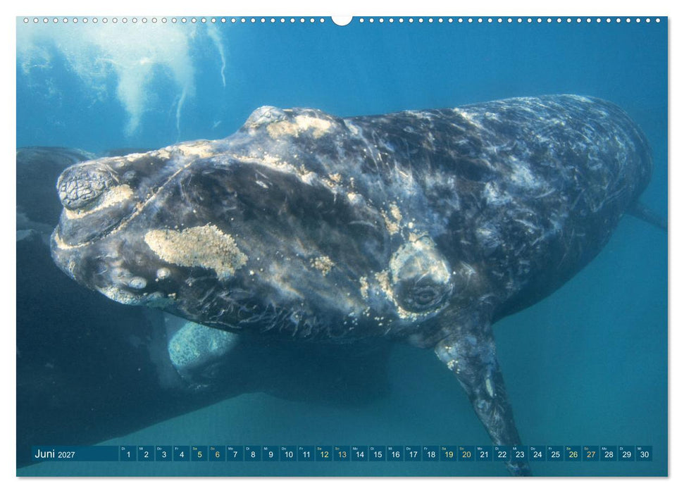 Wale: Giganten der Meere (CALVENDO Premium Wandkalender 2027)