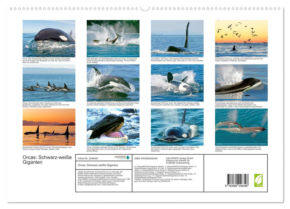 Orcas: Schwarz-weiße Giganten (CALVENDO Premium Wandkalender 2027)
