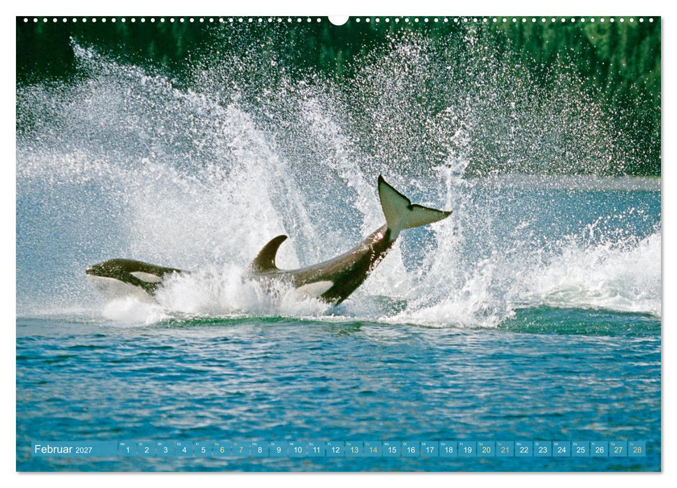 Orcas: Schwarz-weiße Giganten (CALVENDO Premium Wandkalender 2027)