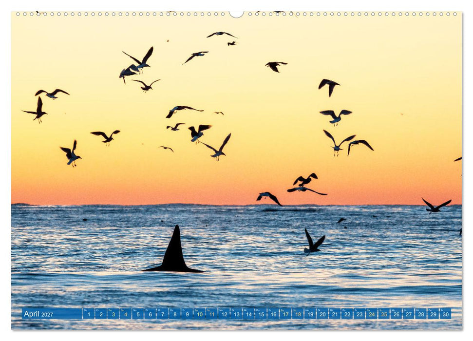 Orcas: Schwarz-weiße Giganten (CALVENDO Premium Wandkalender 2027)