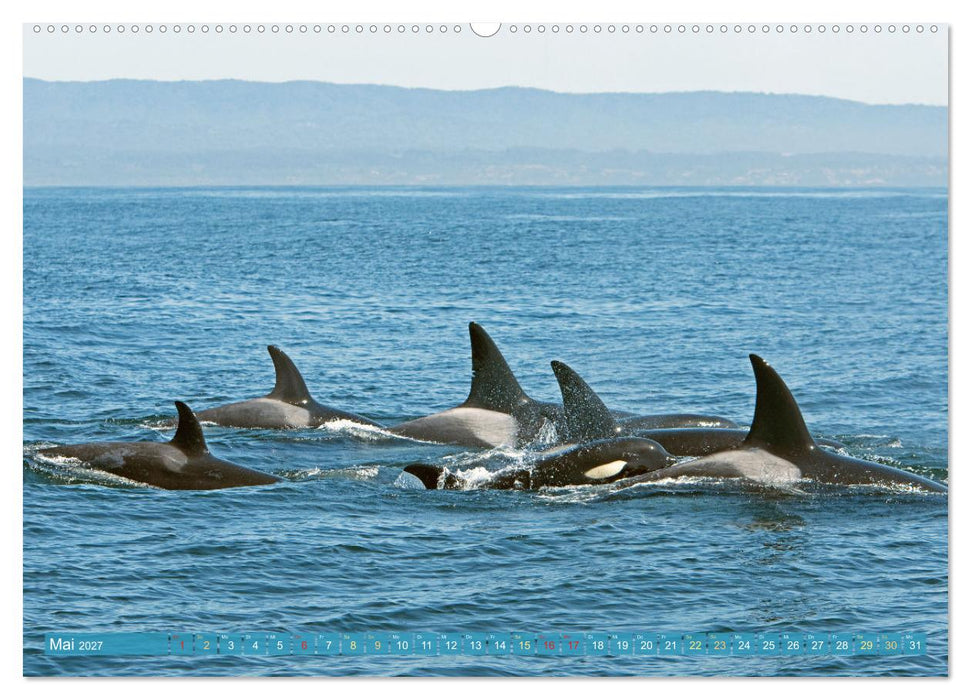 Orcas: Schwarz-weiße Giganten (CALVENDO Premium Wandkalender 2027)