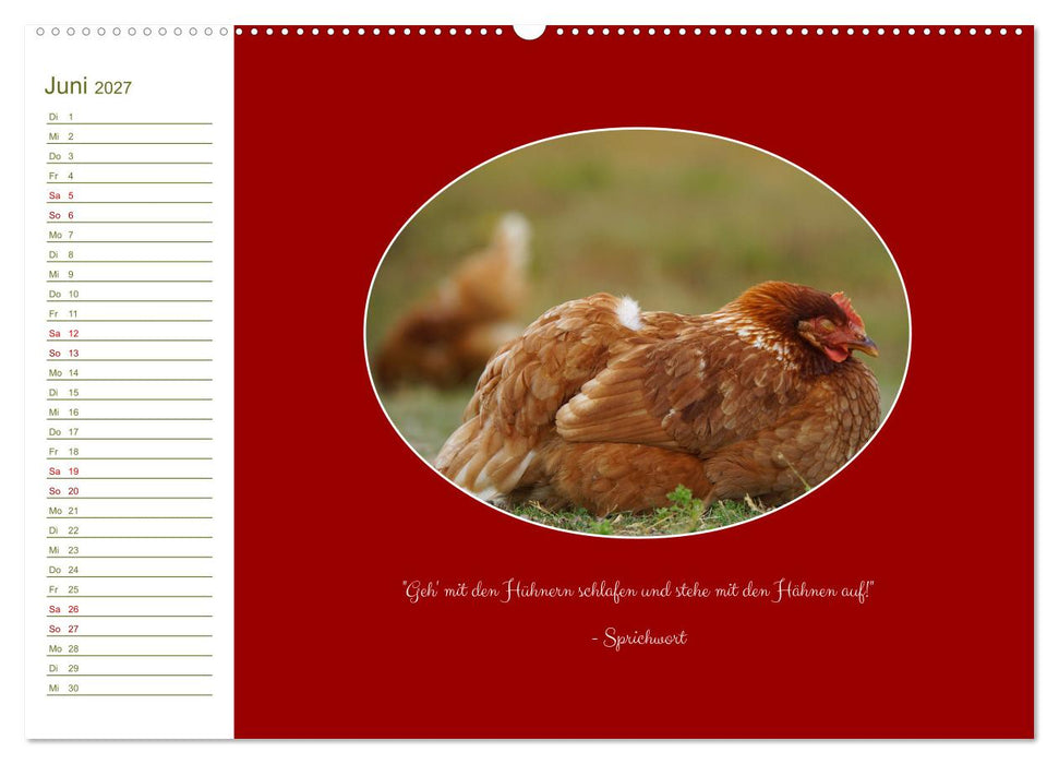 Freilaufende Hühner (CALVENDO Premium Wandkalender 2027)