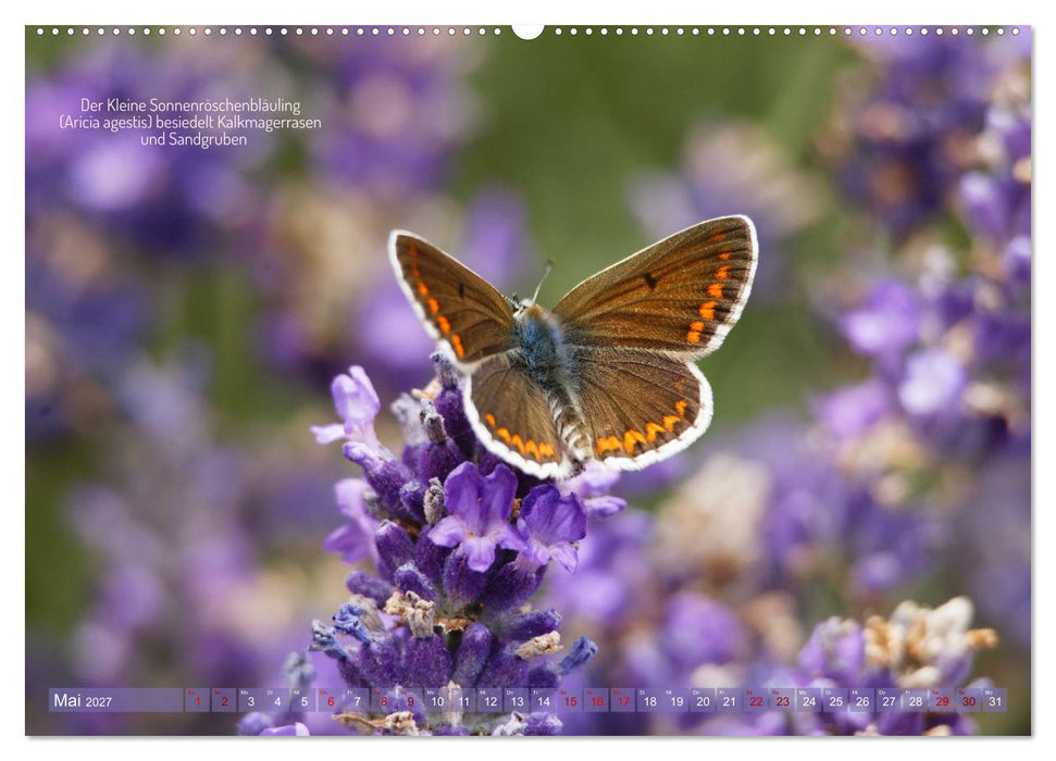 Frankens Insekten (CALVENDO Wandkalender 2027)
