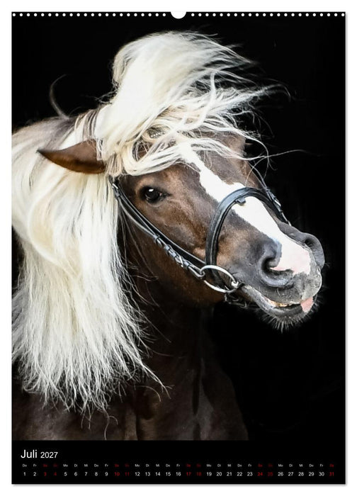 Schwarzwälder Füchse von Julia Hahn Photography (CALVENDO Premium Wandkalender 2027)