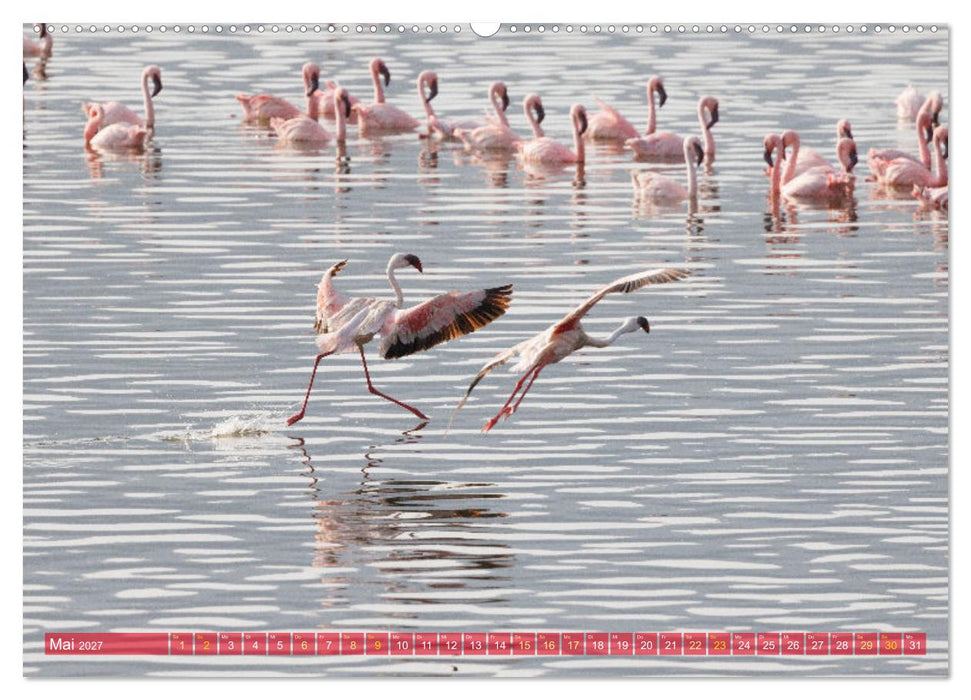 Flamingos am Lake Bogoria - Kenia (CALVENDO Premium Wandkalender 2027)