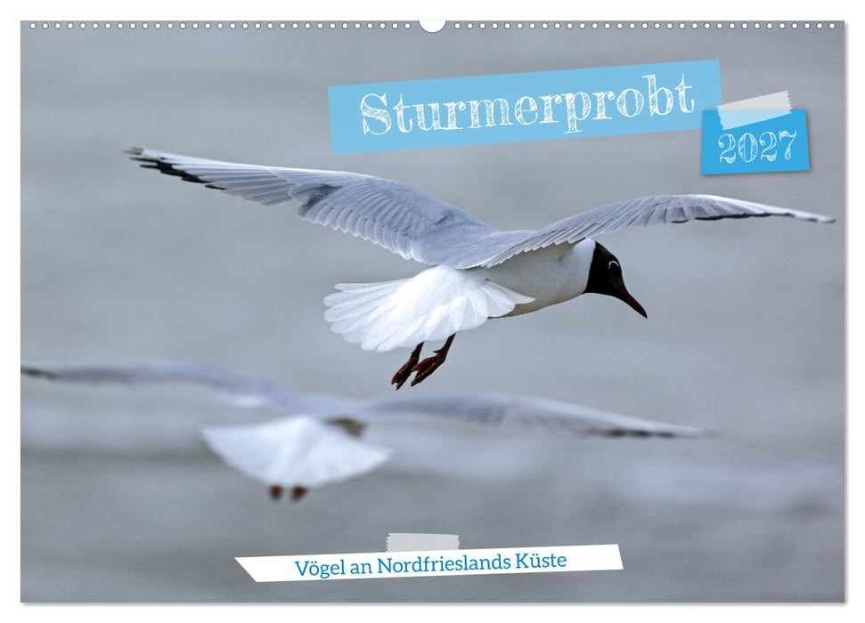 Sturmerprobt - Vögel an Nordfrieslands Küste (CALVENDO Wandkalender 2027)