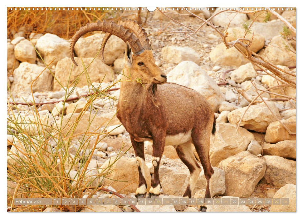 Zwischen Tradition und Moderne: Israel (CALVENDO Wandkalender 2027)