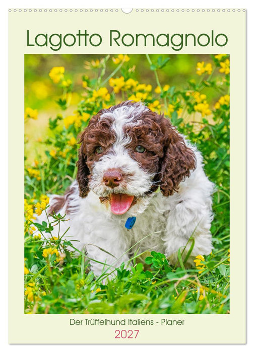 Lagotto Romagnolo - Der Trüffelhund Italiens - Planer (CALVENDO Wandkalender 2027)