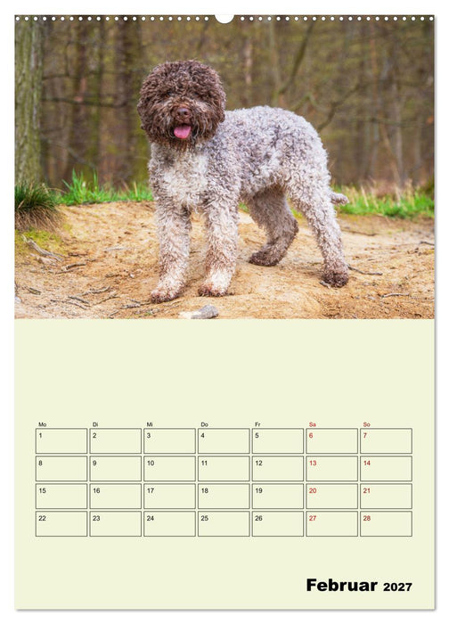 Lagotto Romagnolo - Der Trüffelhund Italiens - Planer (CALVENDO Wandkalender 2027)
