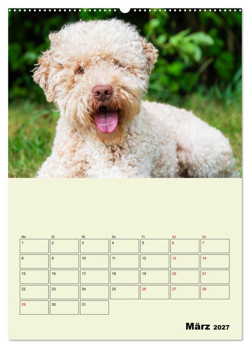 Lagotto Romagnolo - Der Trüffelhund Italiens - Planer (CALVENDO Wandkalender 2027)