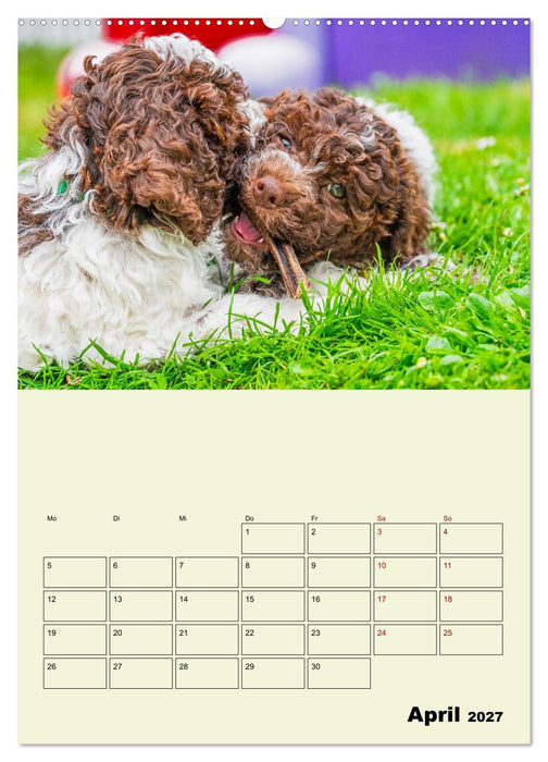 Lagotto Romagnolo - Der Trüffelhund Italiens - Planer (CALVENDO Wandkalender 2027)