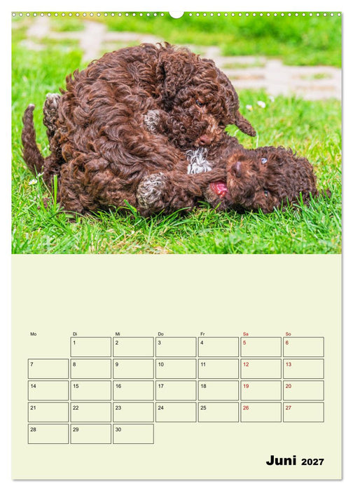 Lagotto Romagnolo - Der Trüffelhund Italiens - Planer (CALVENDO Wandkalender 2027)