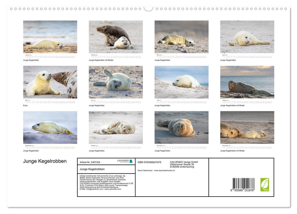 Junge Kegelrobben (CALVENDO Premium Wandkalender 2027)