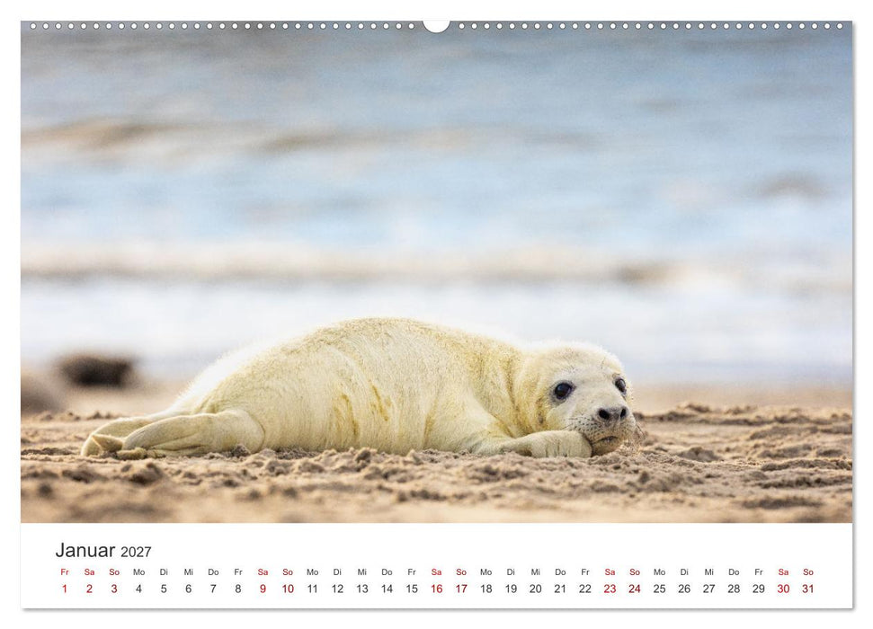 Junge Kegelrobben (CALVENDO Premium Wandkalender 2027)