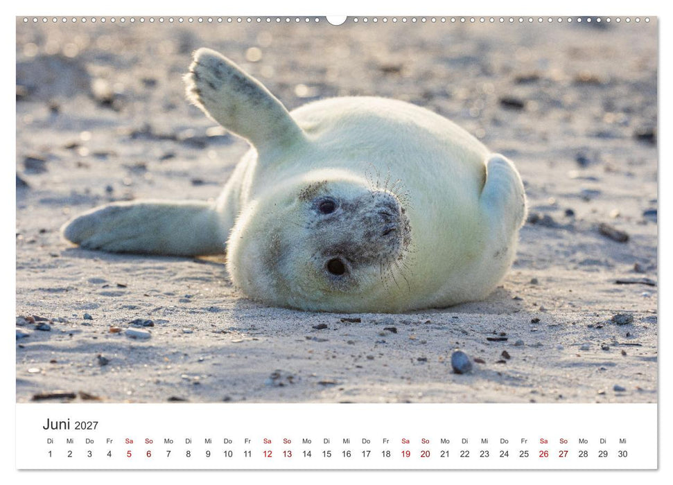 Junge Kegelrobben (CALVENDO Premium Wandkalender 2027)