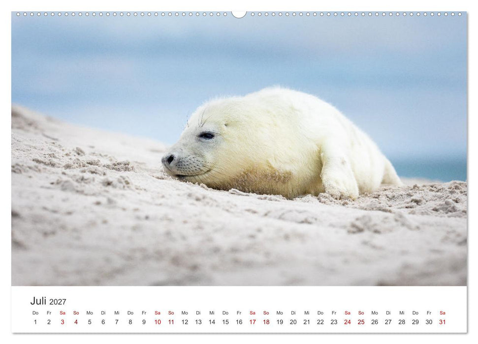 Junge Kegelrobben (CALVENDO Premium Wandkalender 2027)
