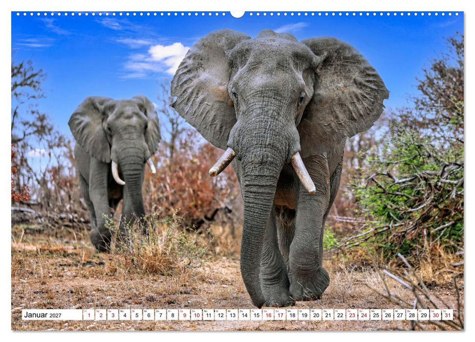 Elefanten-Traum - Herzenssache Afrika (CALVENDO Premium Wandkalender 2027)