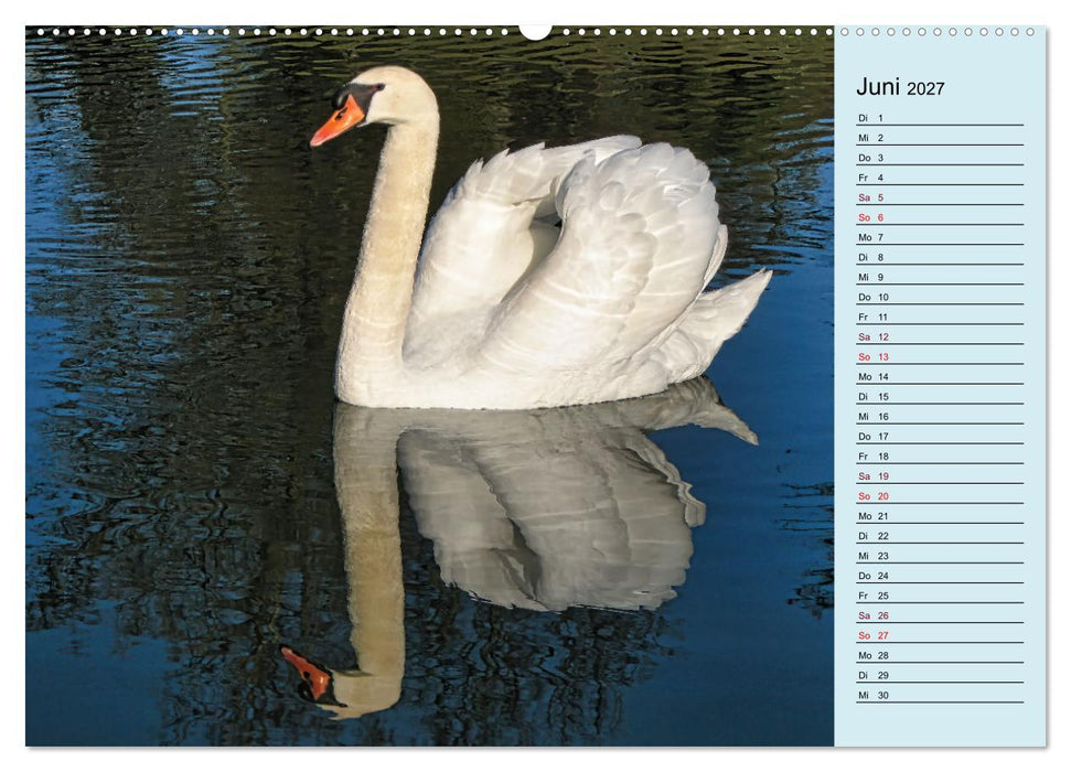 Schwanenzauber (CALVENDO Premium Wandkalender 2027)