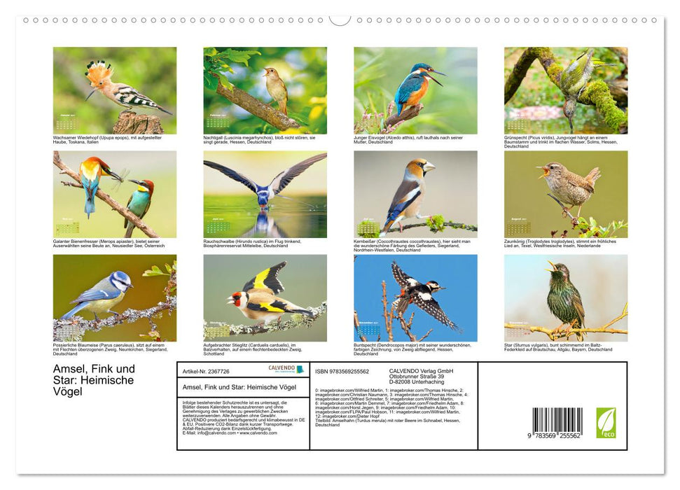 Amsel, Fink und Star: Heimische Vögel (CALVENDO Premium Wandkalender 2027)