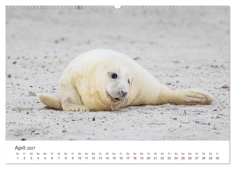 Junge Kegelrobben (CALVENDO Wandkalender 2027)