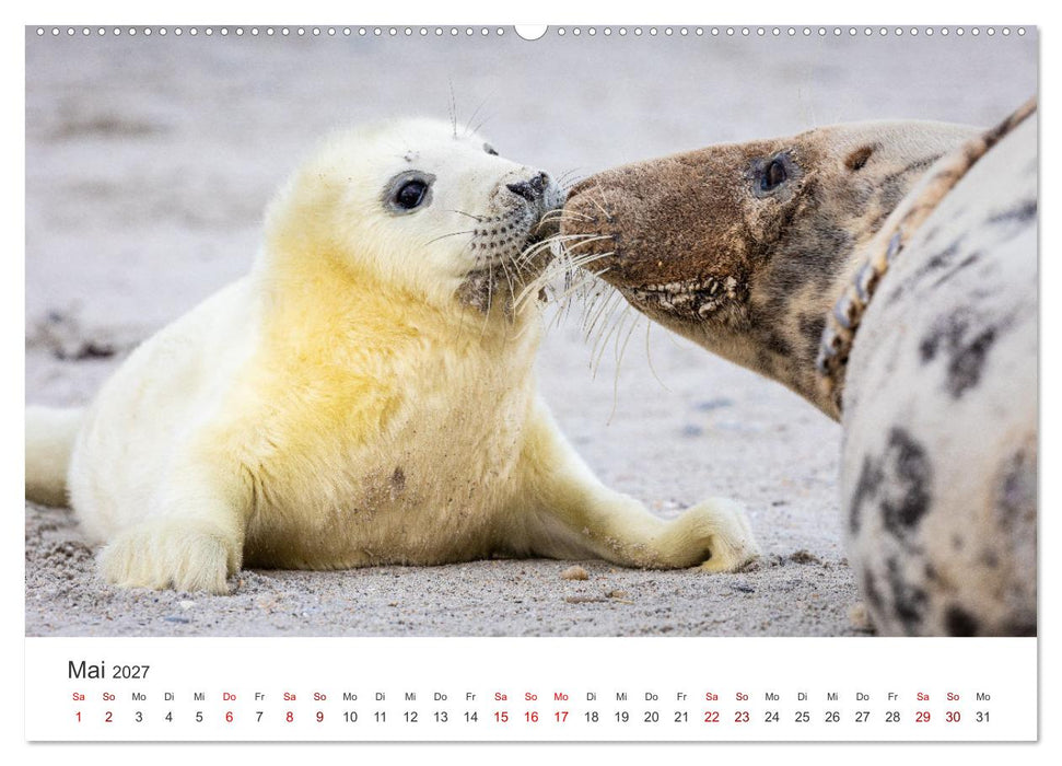 Junge Kegelrobben (CALVENDO Wandkalender 2027)