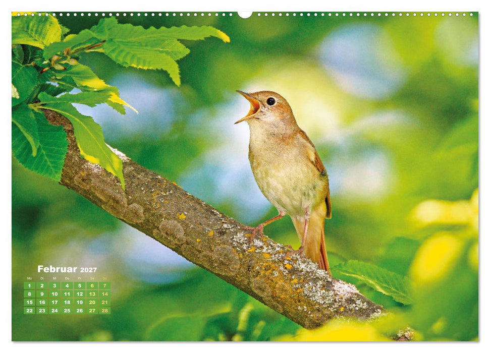 Amsel, Fink und Star: Heimische Vögel (CALVENDO Wandkalender 2027)