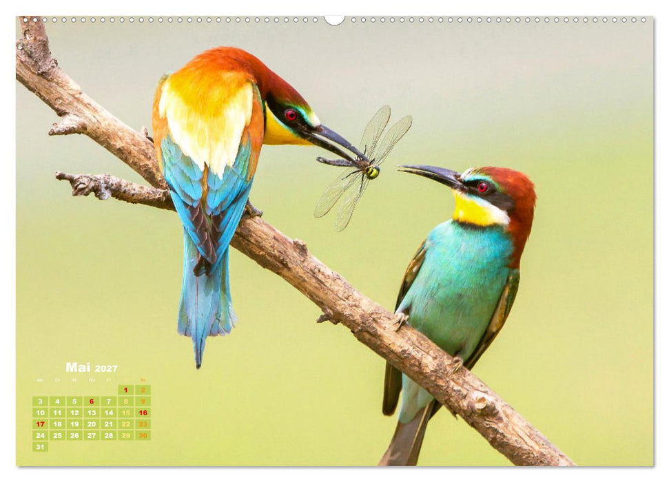 Amsel, Fink und Star: Heimische Vögel (CALVENDO Wandkalender 2027)