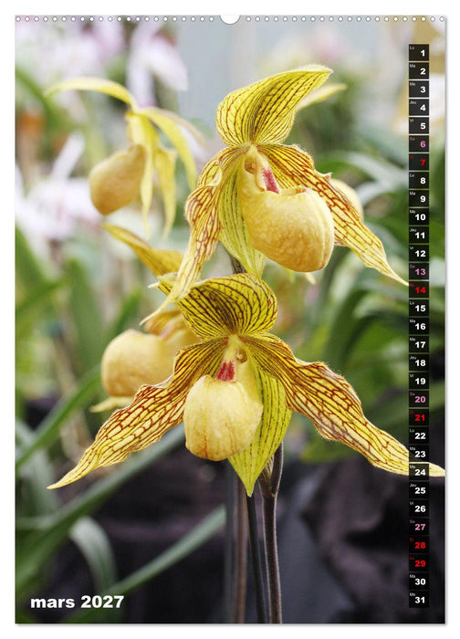 Miracle floral l'orchidée (CALVENDO Calendrier supérieur 2027)