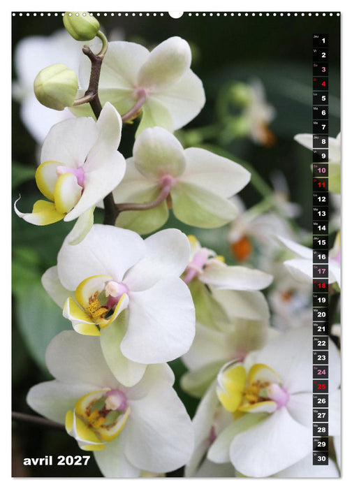 Miracle floral l'orchidée (CALVENDO Calendrier supérieur 2027)