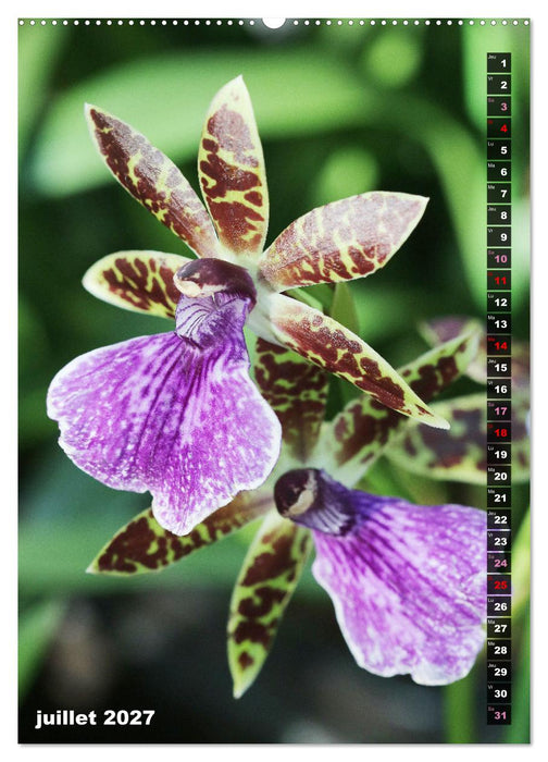 Miracle floral l'orchidée (CALVENDO Calendrier supérieur 2027)