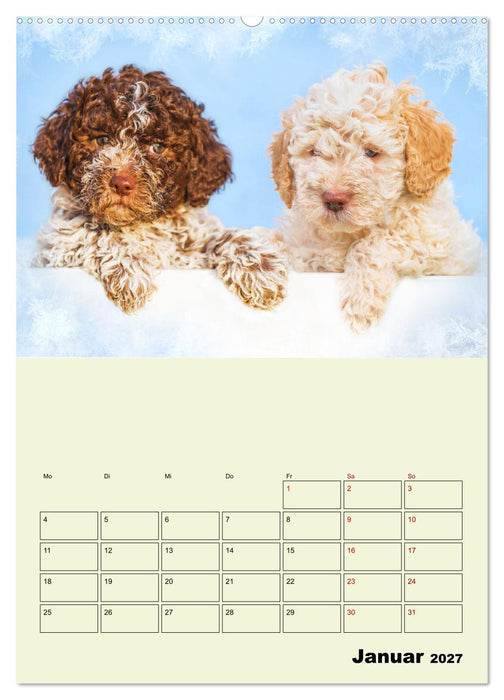 Lagotto Romagnolo - Der Trüffelhund Italiens - Planer (CALVENDO Premium Wandkalender 2027)