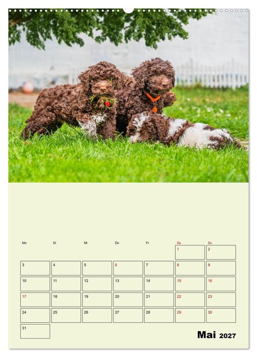 Lagotto Romagnolo - Der Trüffelhund Italiens - Planer (CALVENDO Premium Wandkalender 2027)