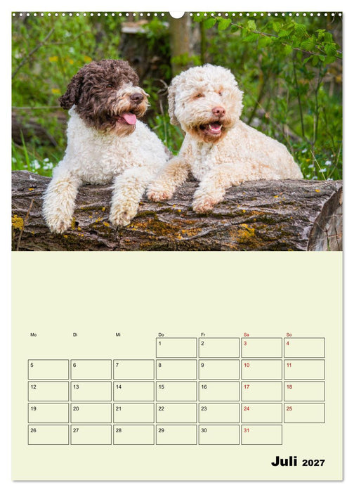 Lagotto Romagnolo - Der Trüffelhund Italiens - Planer (CALVENDO Premium Wandkalender 2027)