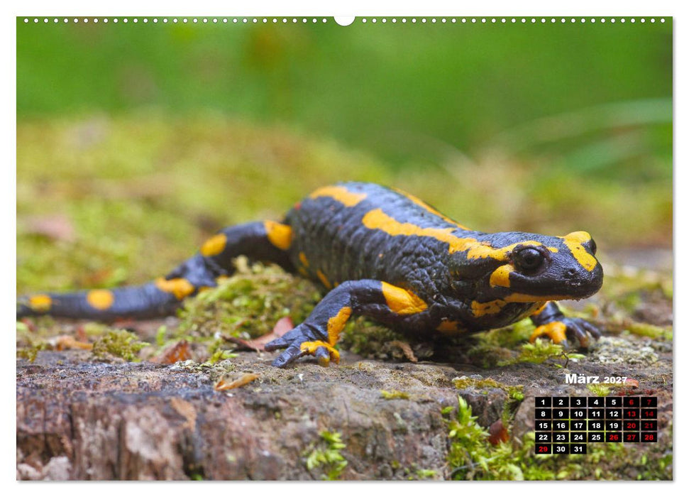 Wildes Bochum (CALVENDO Premium Wandkalender 2027)