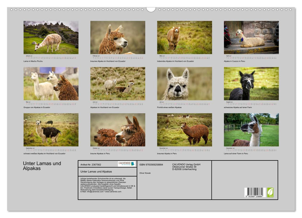 Unter Lamas und Alpakas (CALVENDO Wandkalender 2027)