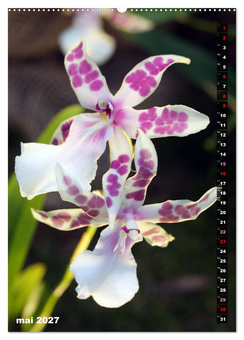 Miracle floral l'orchidée (CALVENDO Calendrier mensuel 2027)