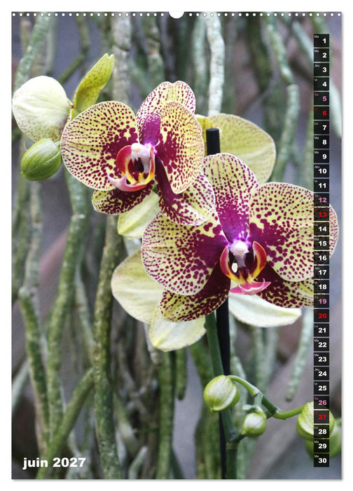 Miracle floral l'orchidée (CALVENDO Calendrier mensuel 2027)