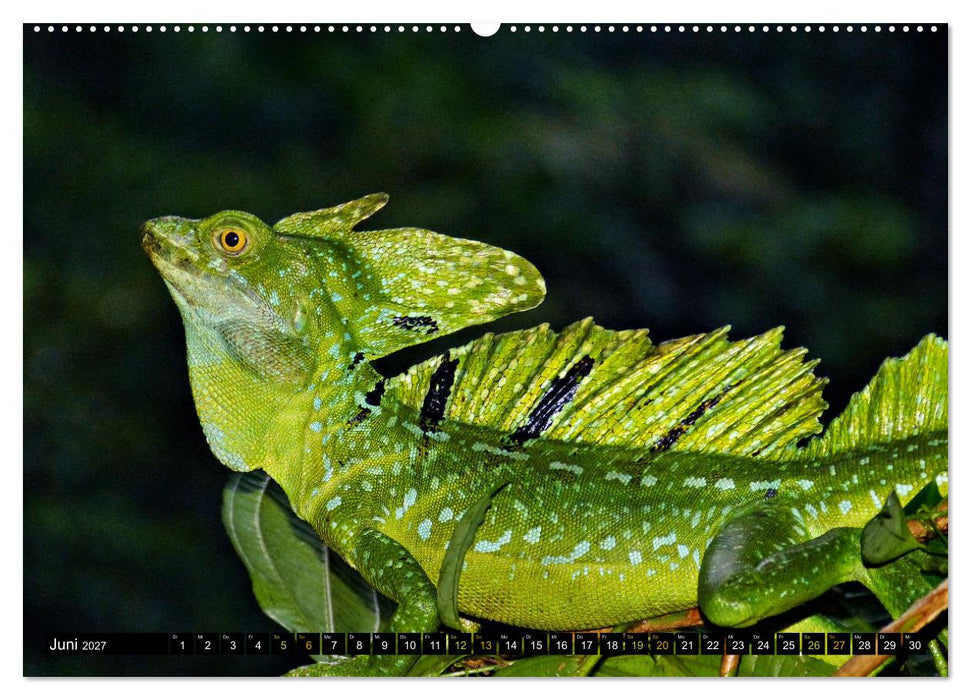 Kleine Drachen - Echsen (CALVENDO Premium Wandkalender 2027)