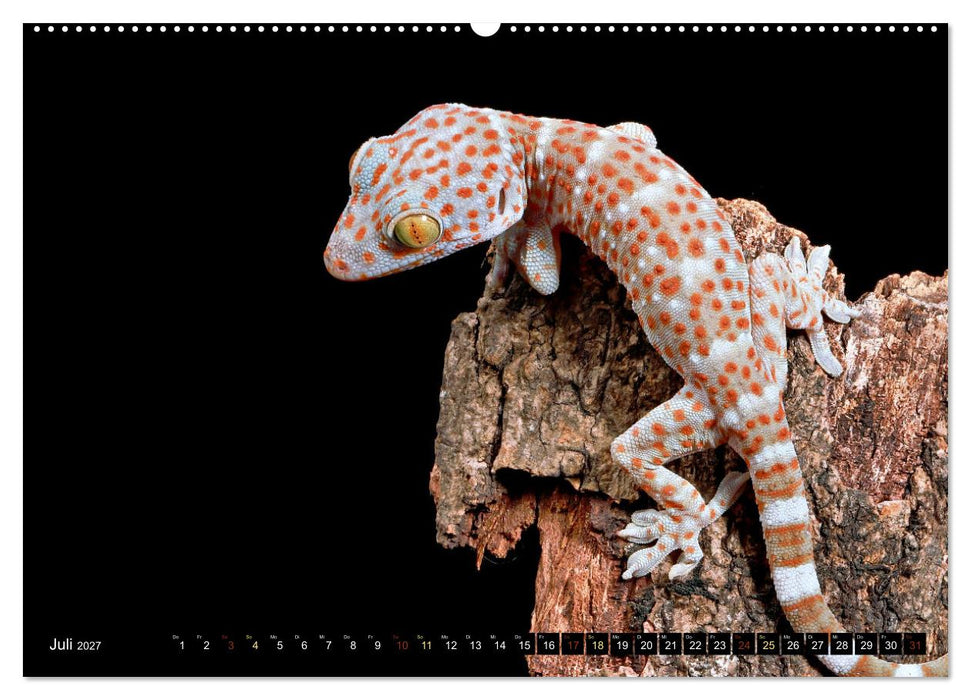 Kleine Drachen - Echsen (CALVENDO Premium Wandkalender 2027)