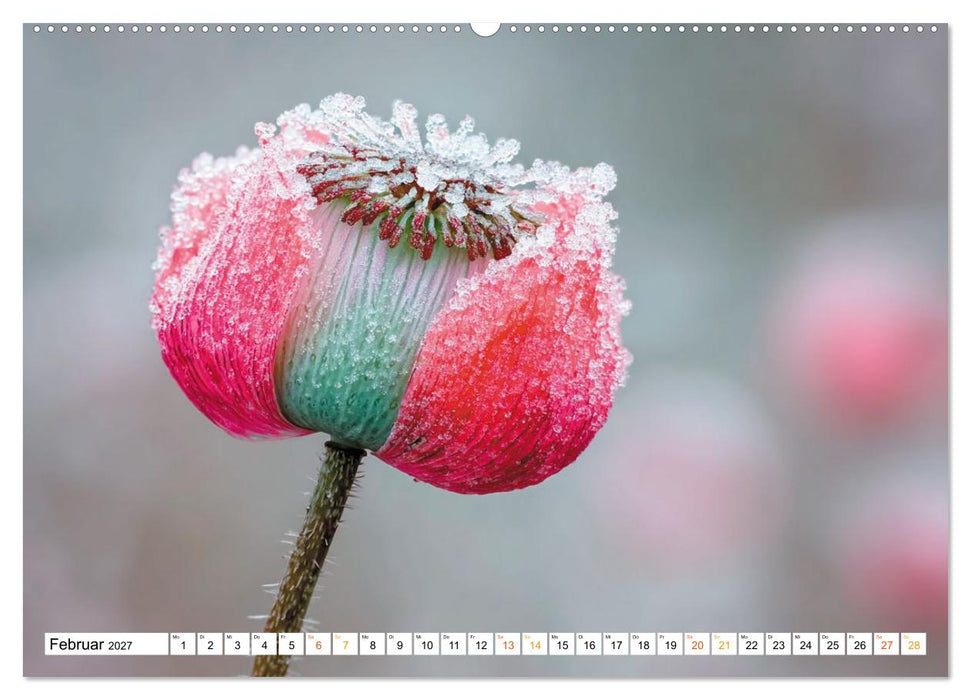 Mohn im Atem des Winters (CALVENDO Premium Wandkalender 2027)