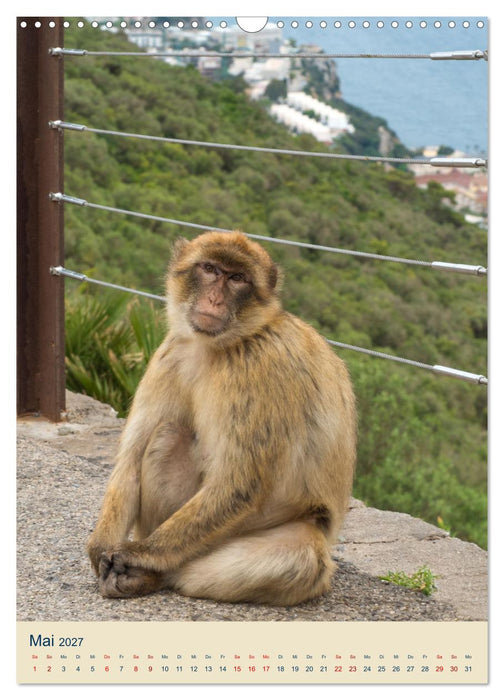 Gibraltar - Die Heimat der Berberaffen auf dem Rock (CALVENDO Wandkalender 2027)