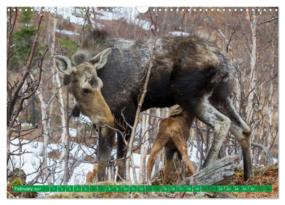 FIRST STEPS FOR BABY MOOSE (CALVENDO Monthly Calendar 2027)