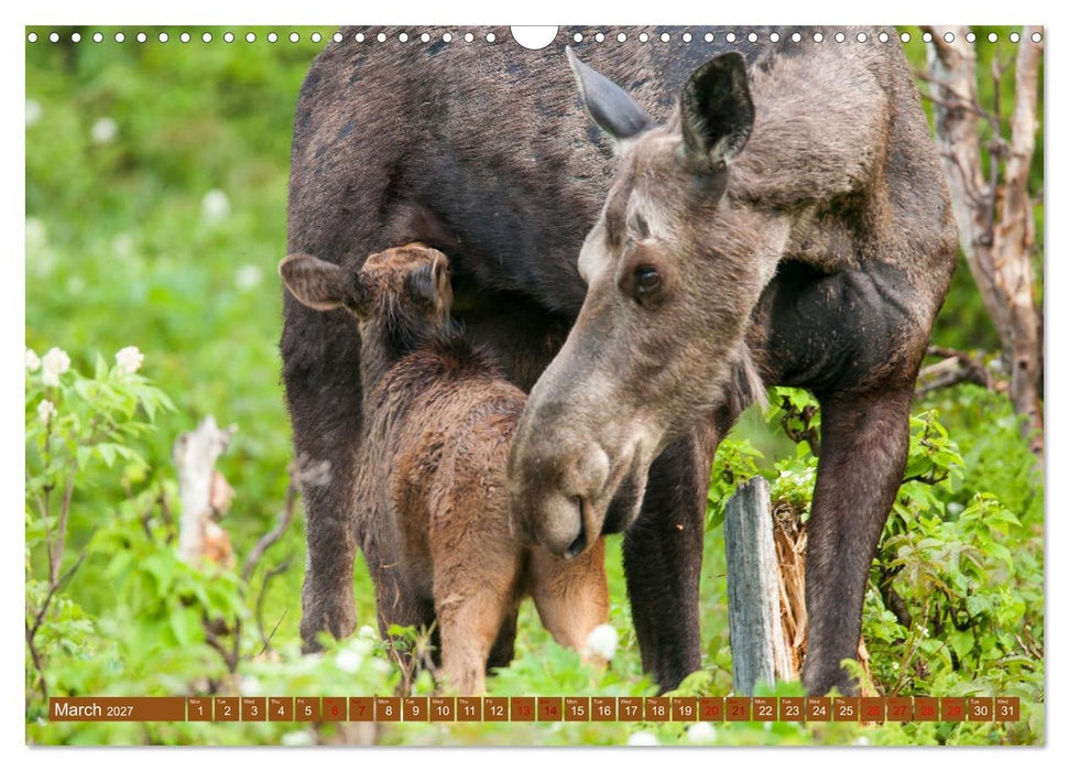 FIRST STEPS FOR BABY MOOSE (CALVENDO Monthly Calendar 2027)