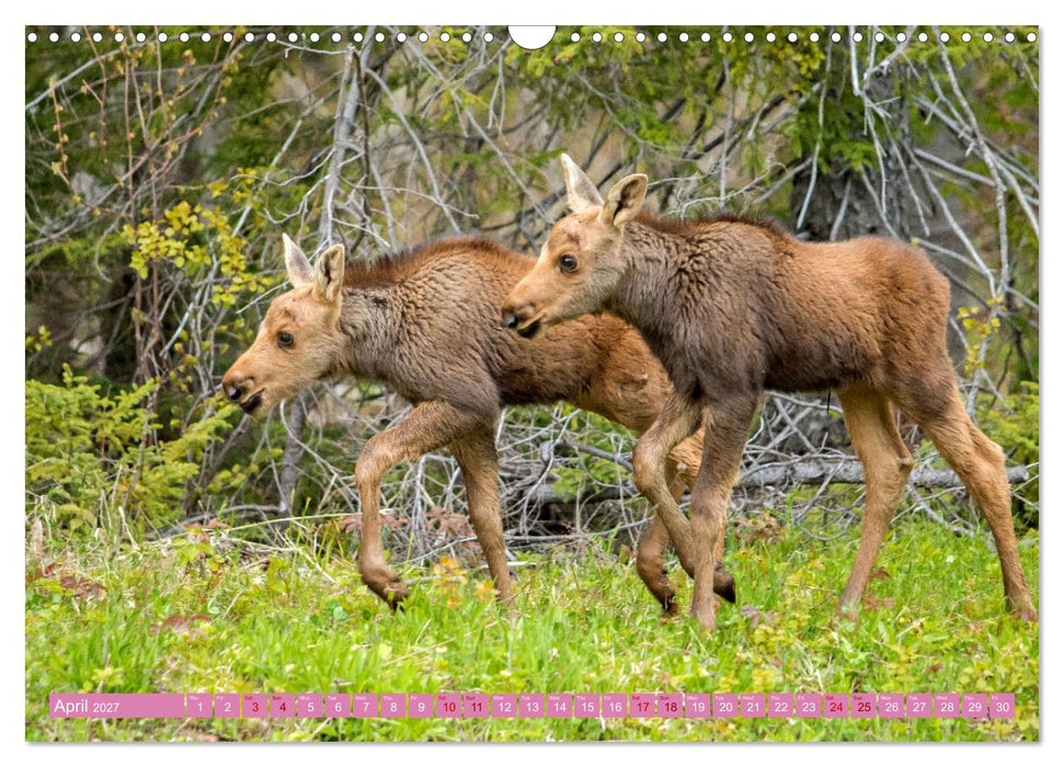 FIRST STEPS FOR BABY MOOSE (CALVENDO Monthly Calendar 2027)