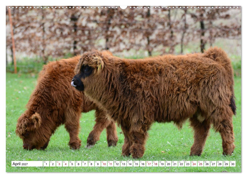 Liebenswerte Rinder (CALVENDO Premium Wandkalender 2027)