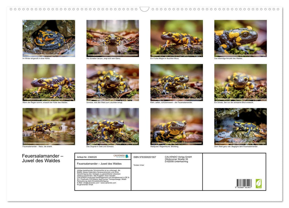 Feuersalamander – Juwel des Waldes (CALVENDO Wandkalender 2027)
