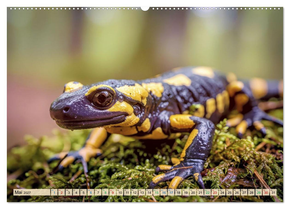 Feuersalamander – Juwel des Waldes (CALVENDO Wandkalender 2027)