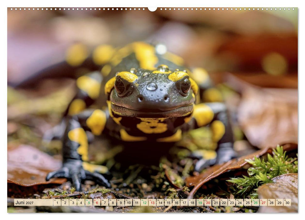 Feuersalamander – Juwel des Waldes (CALVENDO Wandkalender 2027)