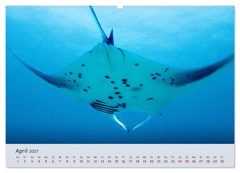 Faszination Meer und Fische (CALVENDO Wandkalender 2027)