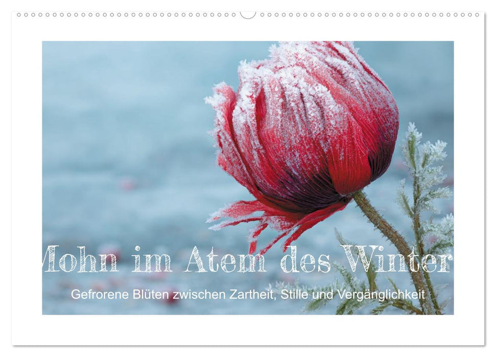 Mohn im Atem des Winters (CALVENDO Wandkalender 2027)